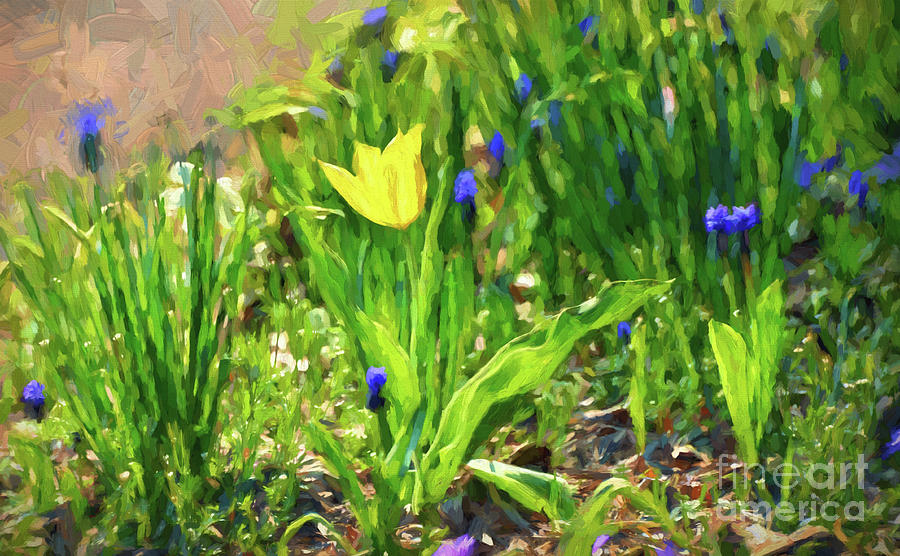 Solitary Yellow - Tulip Art Photograph by Kerri Farley