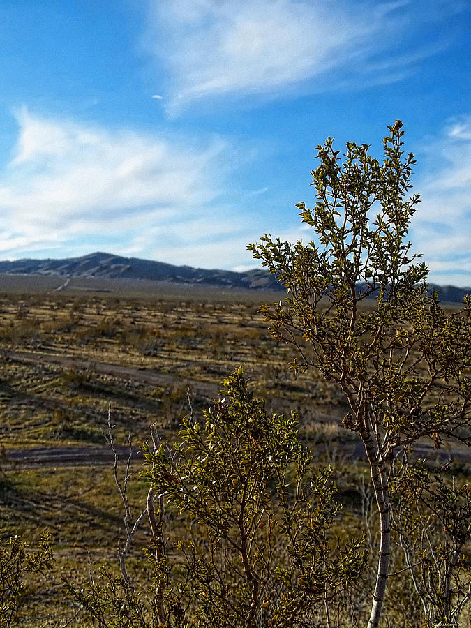 Solitude 2 - California Desert Photograph by Glenn McCarthy Art and