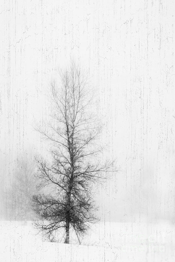 Solitude  Photograph by Alana Ranney