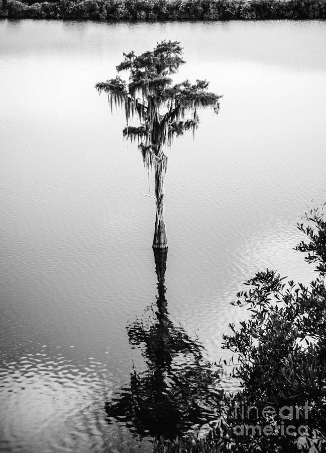 Solitude - Tallahassee Florida Photograph by Andrea Anderegg