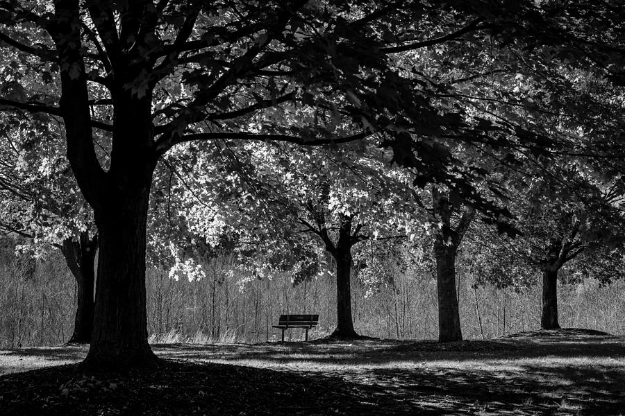 Solitude Bench Black and White Photograph by Terry DeLuco