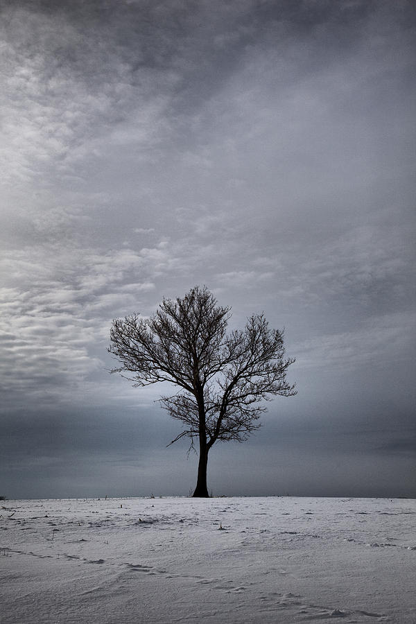 Solitude Photograph by CA  Johnson