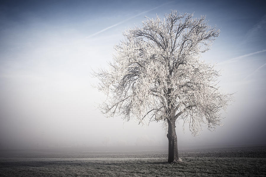 Solitude Frost Photograph by Miguel Winterpacht