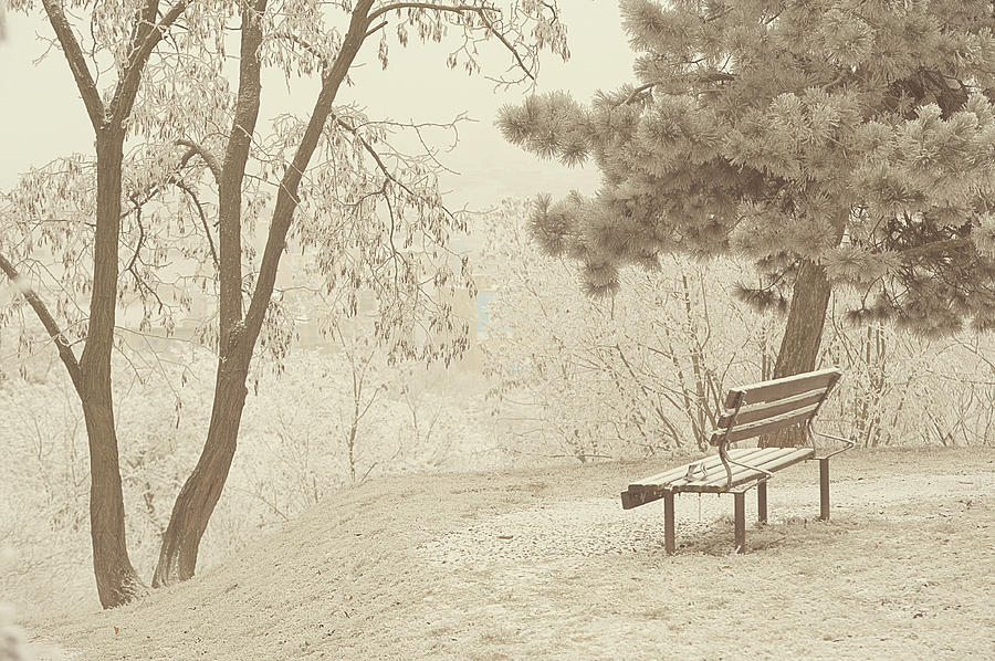 Solitude. Gentle Winter Photograph by Jenny Rainbow