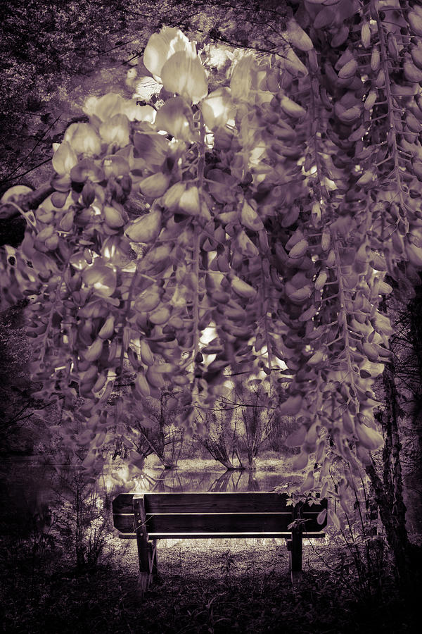 Solitude in the Garden in Lavender Photograph by Debra and Dave Vanderlaan