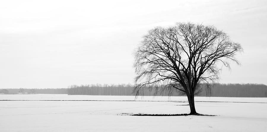 Winter Photograph - Solitude by Levin Rodriguez