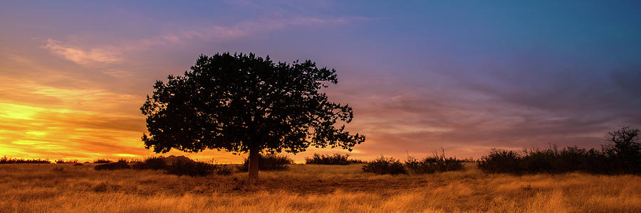 Solitude Photograph by Mikes Nature