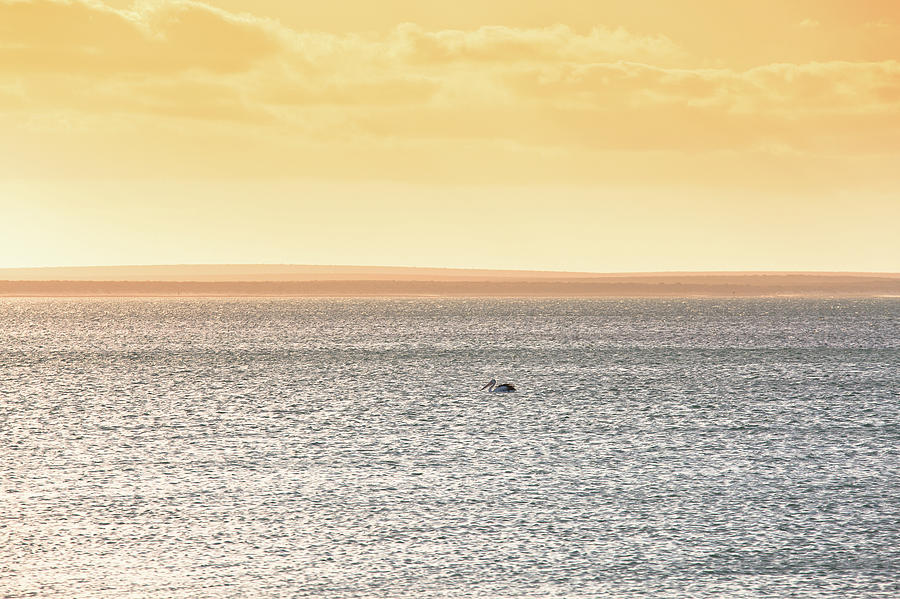 Solitude Monkey Mia, Shark Bay Photograph by Dave Catley