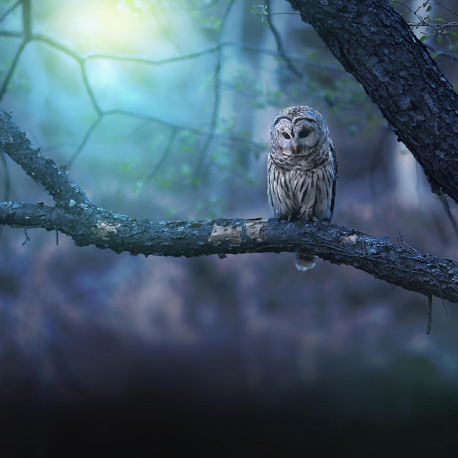 Owl Photograph - Solitude - Square by Rob Blair