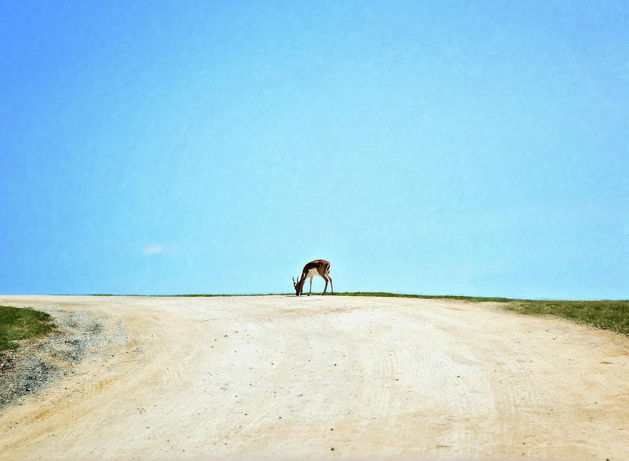Solitude by Sue Collura Solitude by Sue Collura