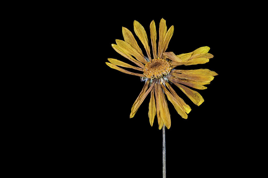 Flower Photograph - Solo by Beth Achenbach