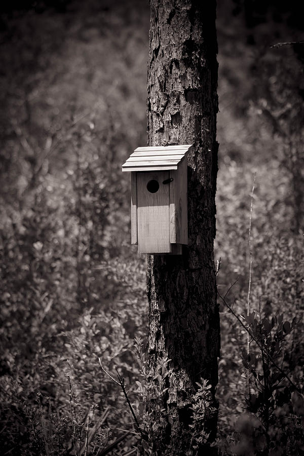 Solo Bird House Photograph by Debra Forand