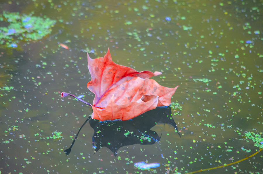 Solo Floating Red Leaf Photograph by Jeff at JSJ Photography