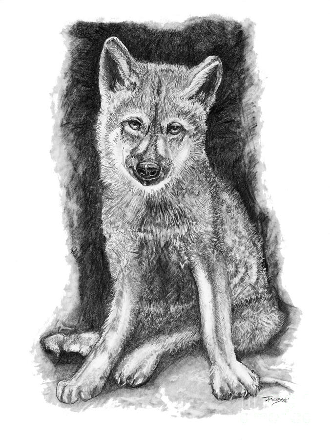 Wolves Drawing - Solo by Kevin Scott Jacobs Wolves Drawing - Solo by Kevin Scott Jacobs