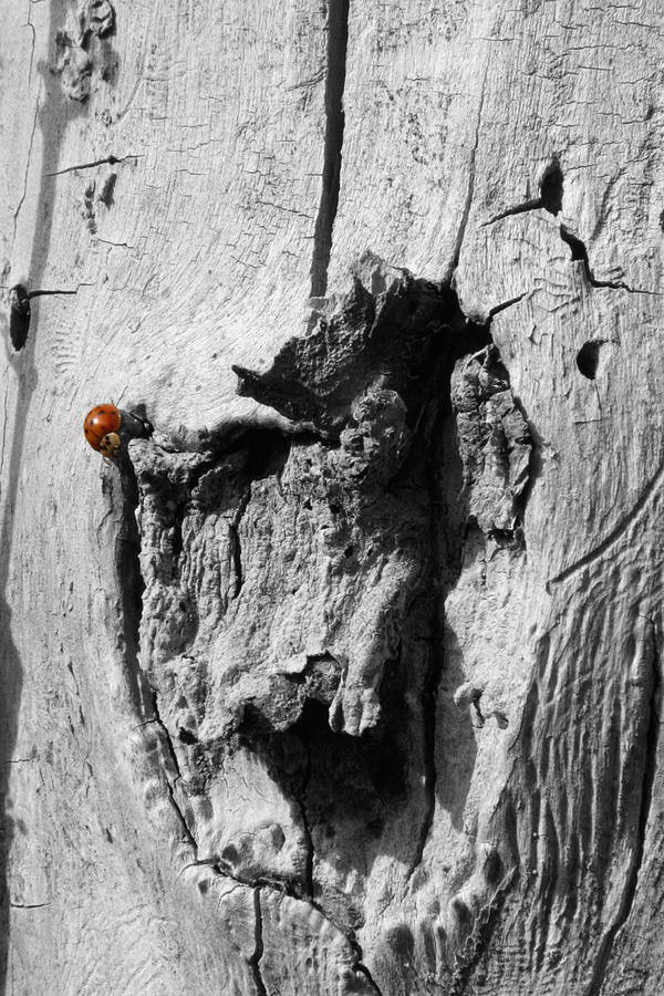 Solo Lady Beetle Photograph by Dylan Punke