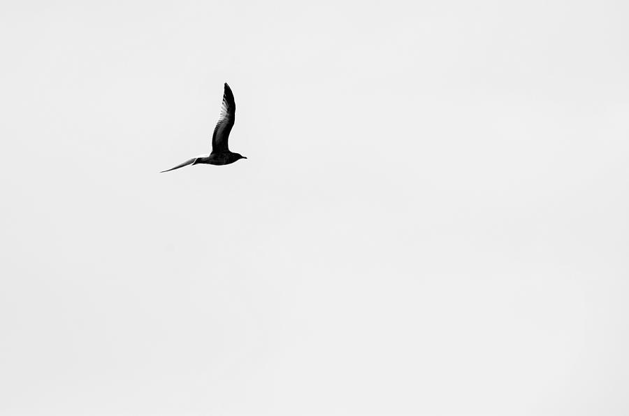 Solo Of A Bird  Photograph by Jan Gelders