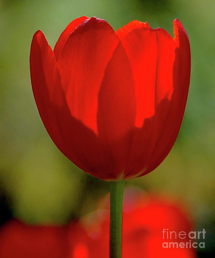 Solo Red Tulip Photograph by Robert Suggs