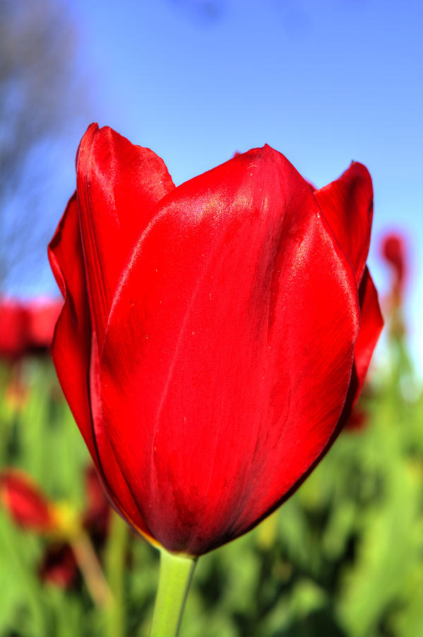 Solo Red Tulip Photograph by FineArtRoyal Joshua Mimbs