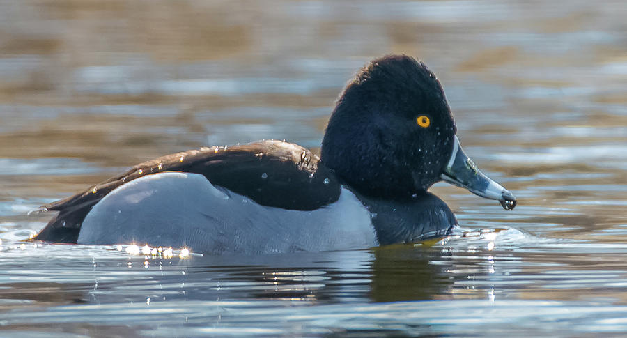 Solo Ring-Necked Duck Photograph by Jeff at JSJ Photography