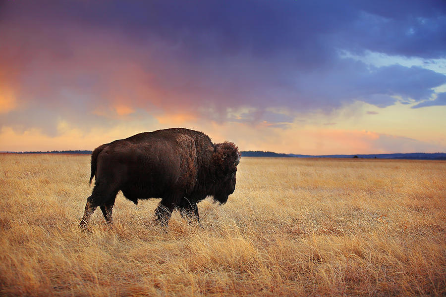 March across the prairie Photograph by Deborah Johnson | Fine Art America