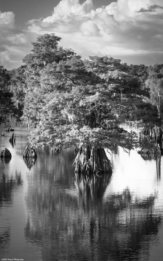 Solo Tree Dead Lakes Black and White Photograph by Debra Forand