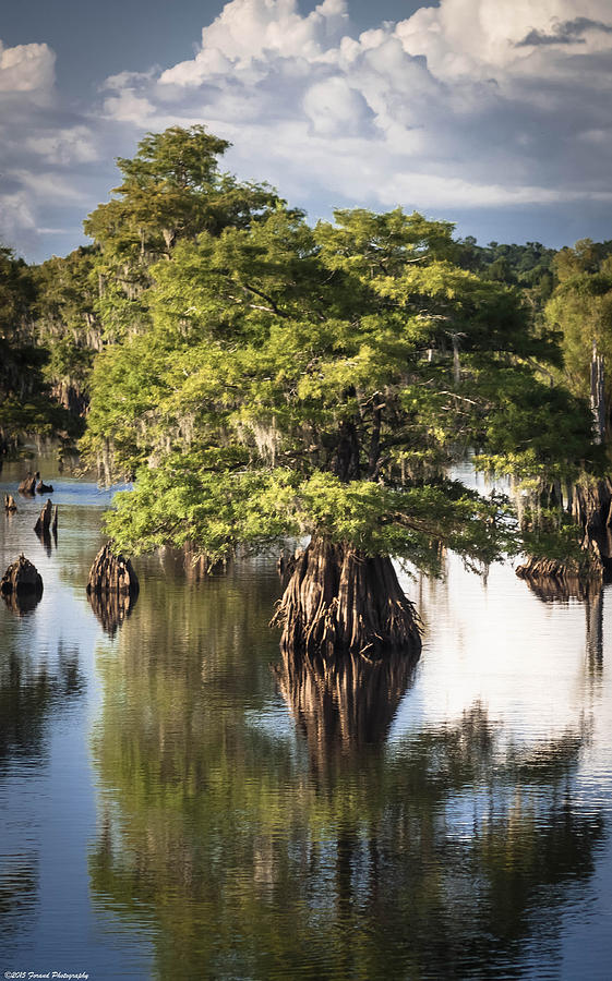 Solo Tree Dead Lakes Photograph by Debra Forand