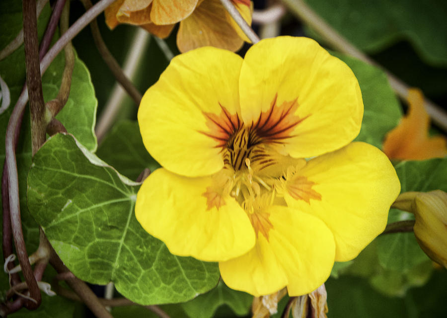 Nature Photograph - Solo Nasturtium Bloom by Phyllis Taylor