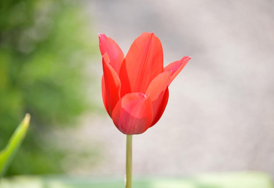 Solo Tulip Photograph