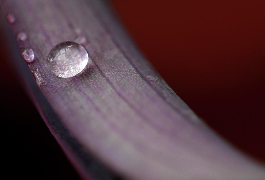 Solo Water Droplet Photograph by Prakash Ghai