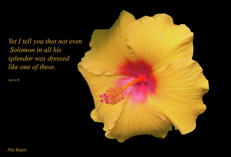Flowers Still Life Photograph - Solomon and the Hibiscus by Phil And Karen Rispin