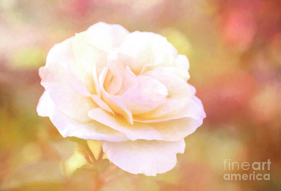 Solstice Rose Photograph by Anita Pollak Solstice Rose Photograph by Anita Pollak
