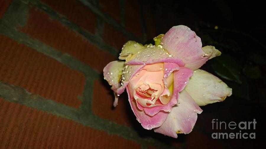 Solstice Rose Photograph by Susan Carella