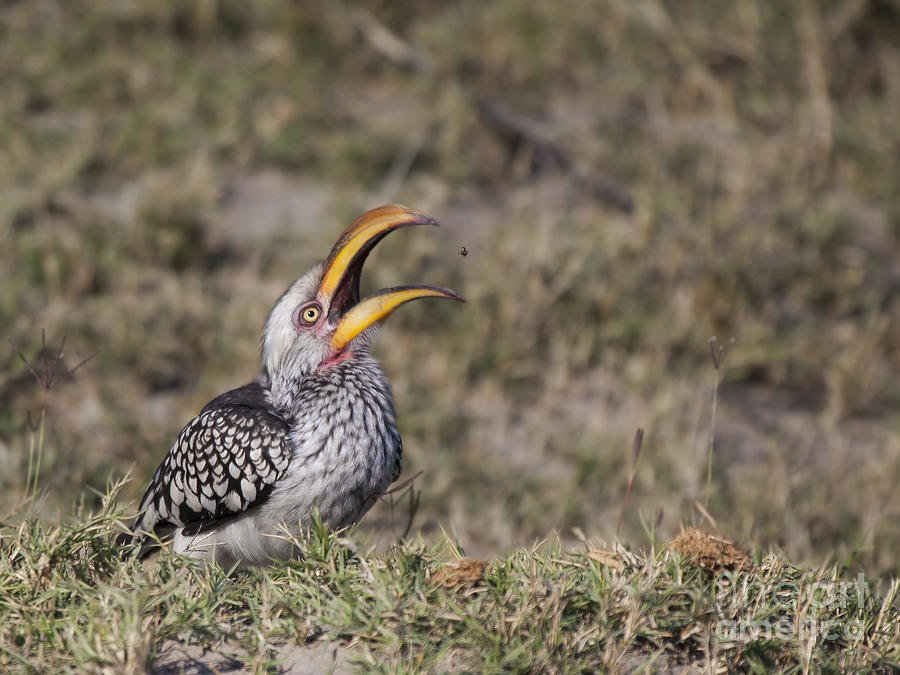 Wildlife Photograph - Southern Yellow-billed Hornbill catching food by Liz Leyden