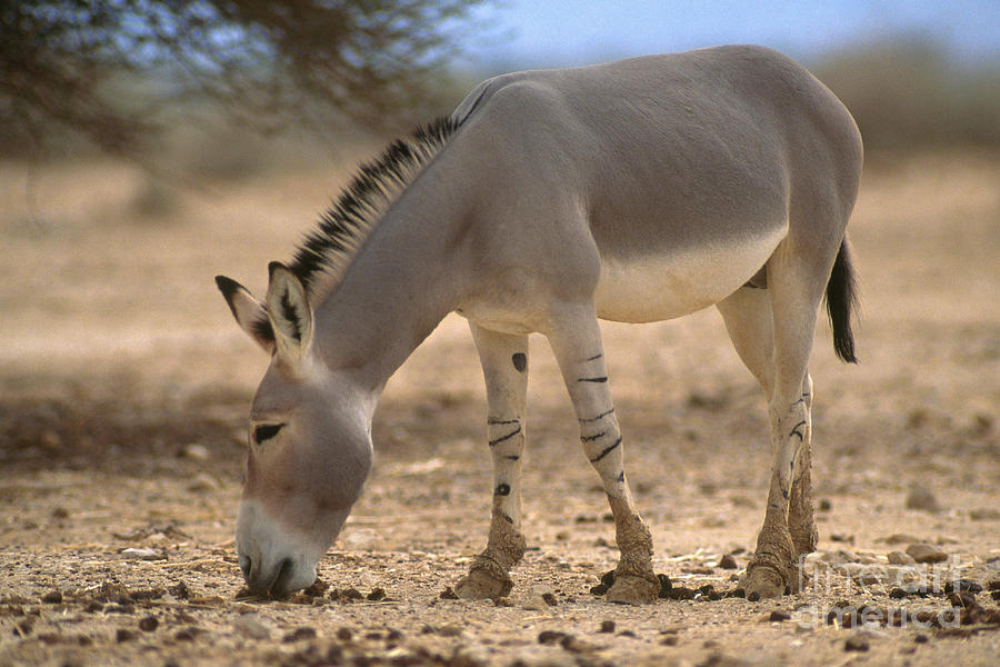 Animal Photograph - Somalia Wild Ass by Mark D. Phillips
