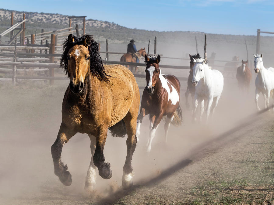 Sombrero Ranch Horse Drive at the Corrals by Nadja Rider Sombrero Ranch Horse Drive at the Corrals by Nadja Rider