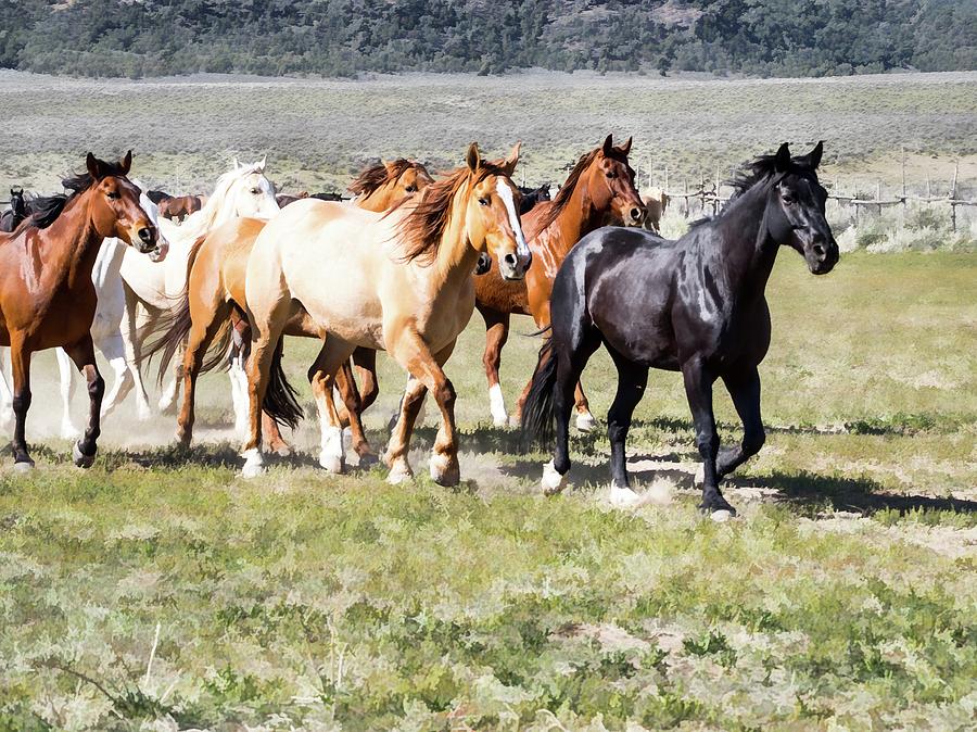 Sombrero Ranch horse drive, galloping horses by Nadja Rider Sombrero Ranch horse drive, galloping horses by Nadja Rider