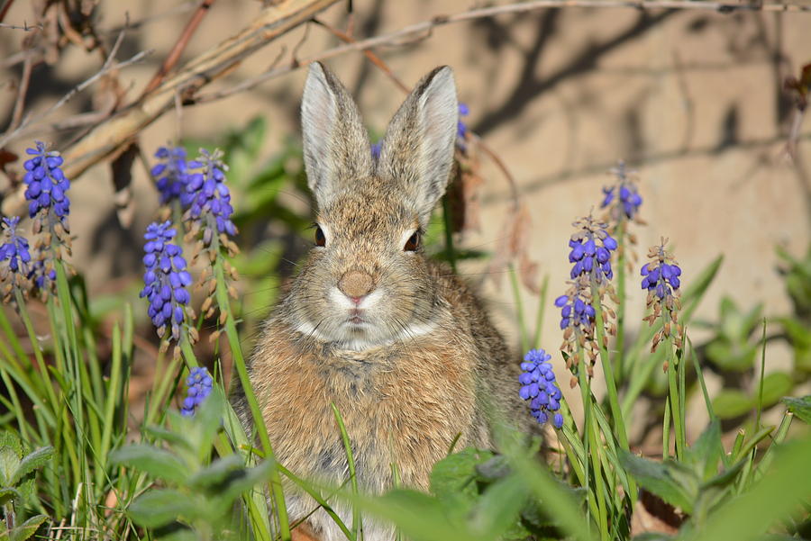 Flower Photograph - Some Bunny by Running J