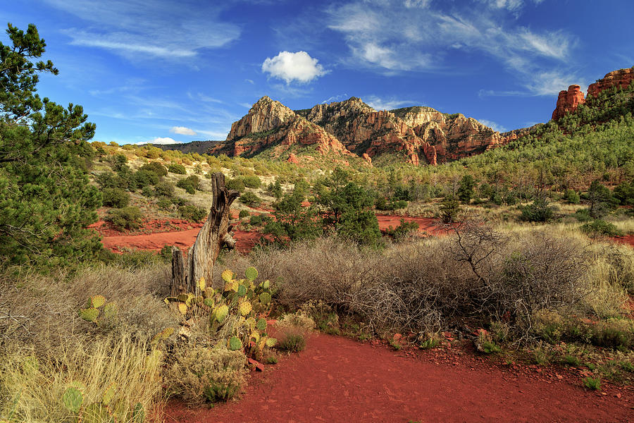 Some Cactus In Sedona Photograph by James Eddy