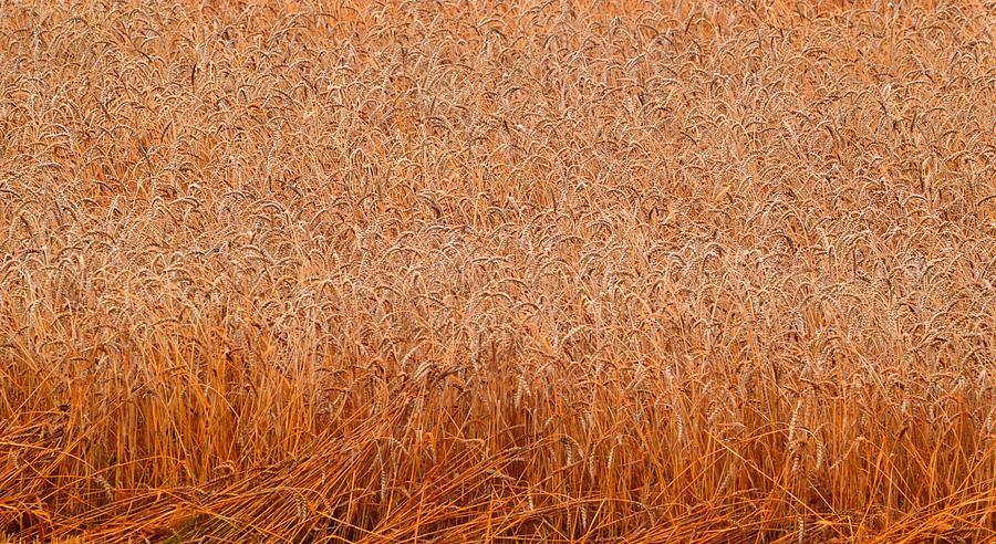 Some Grain Cut 2  Photograph by Lyle Crump