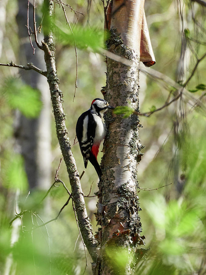 Some Headache. Great Spotted Woodpecker Photograph