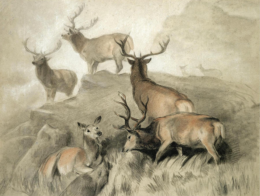 Some of the best Harts in the Forest Drawing by Edwin Landseer