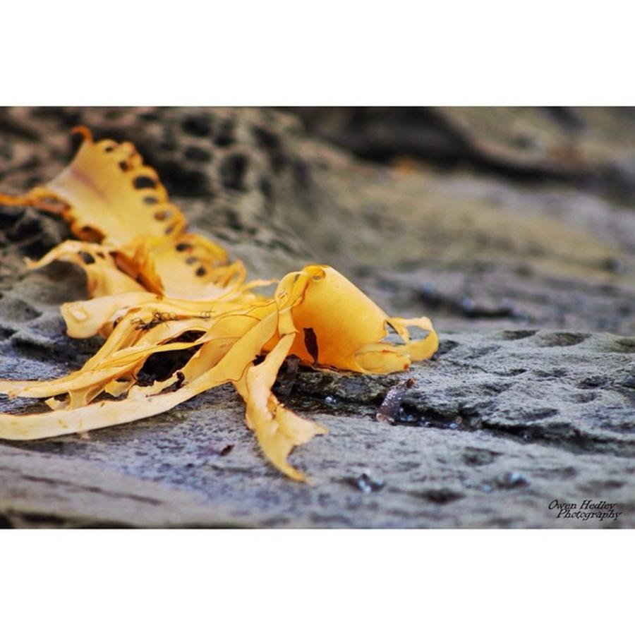 Camera Photograph - Some Seaweed From Lorne
#photograph by Owen Hedley Photography