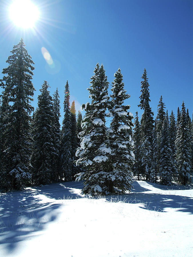 Colorado Winter - 2006 Photograph by Benedict Heekwan Yang