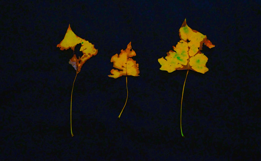 Somebody had Leaf for Lunch - Gold on Black Photograph by Mike Solomonson