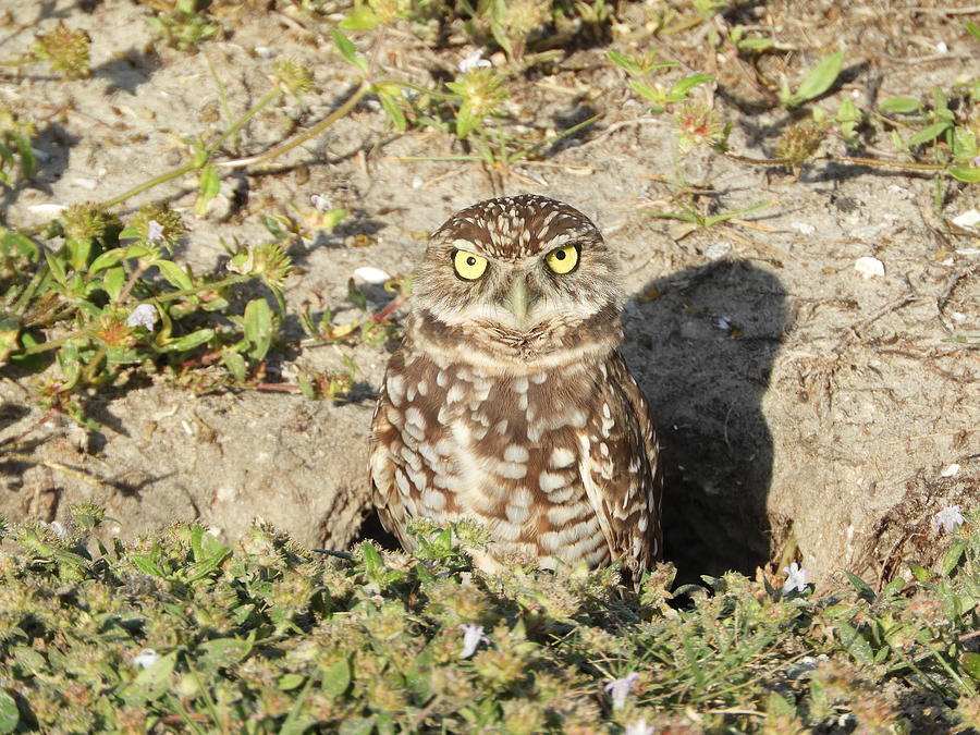 Burrowing Photograph - Somebody Is Watching Me by Red Cross Burrowing Photograph - Somebody Is Watching Me by Red Cross
