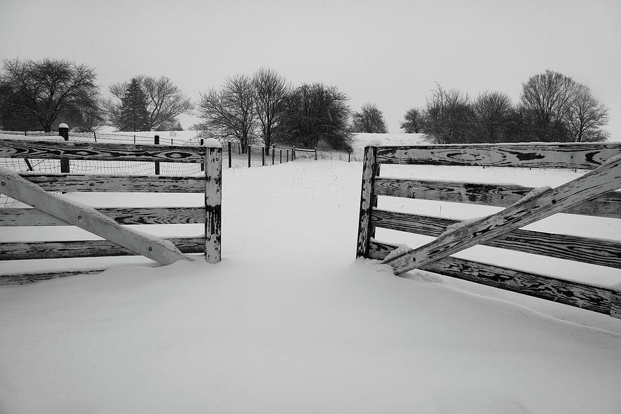 Someone Left the Pasture Gate Open Photograph by Scott Kingery