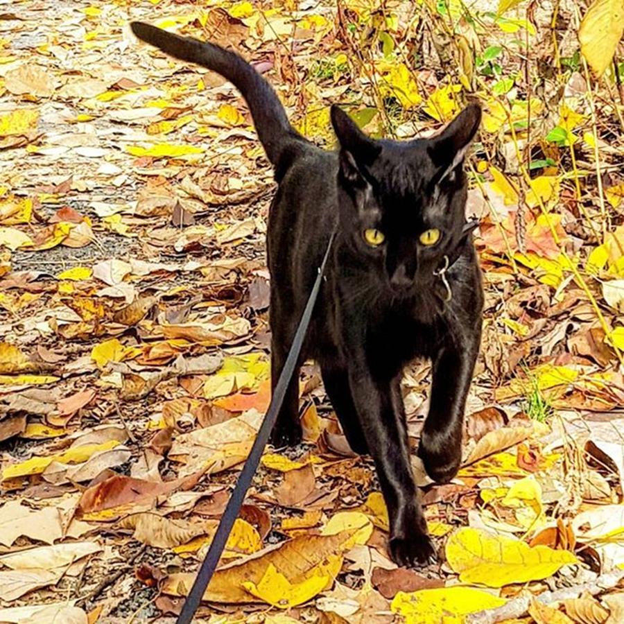 Nature Photograph - Someone Said Cats Dont Walk On by Sirius Black Adventure Cat
