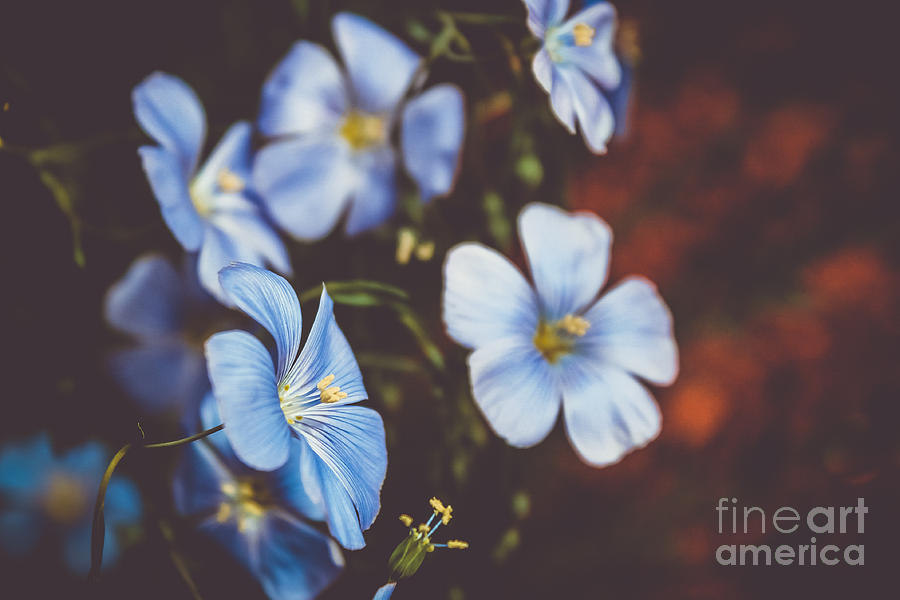 Something blue Photograph by Claudia M Photography