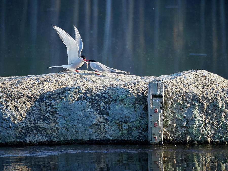 Something just for you my darling. Arctic tern Photograph by Jouko Lehto