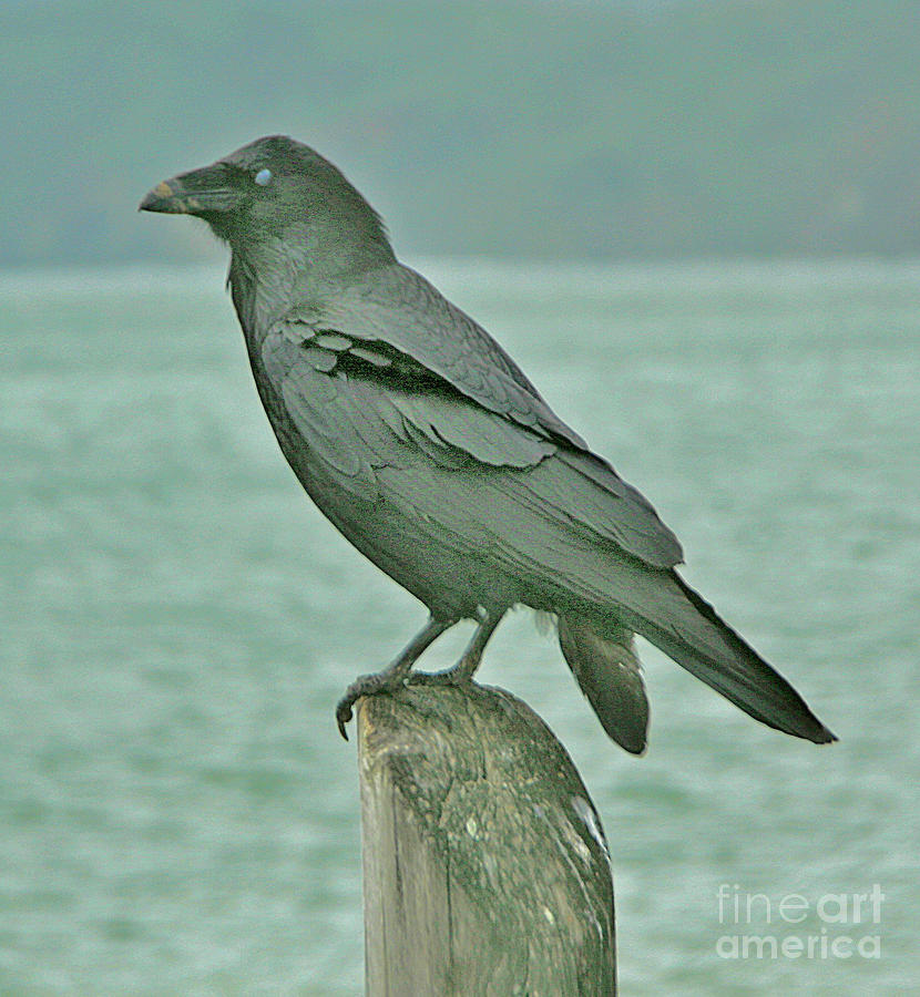 Something to Crow About Photograph by Joyce Creswell